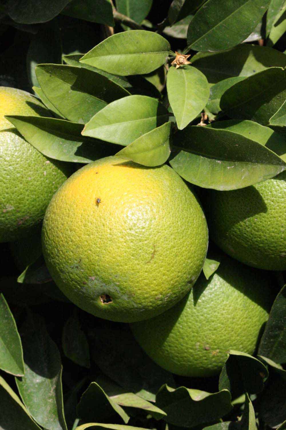            Immature fruit (Riverside, CA)   